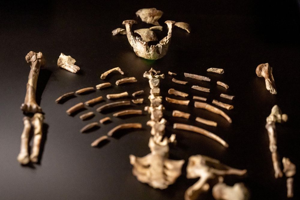 Fossilized skeletal remains of Lucy (Australopithecus afarensis) laid out on a black background, showing partial skeleton including parts of a skull, spine, ribs, pelvis, and limb bones arranged in anatomical position. The bones are tan and beige in color, representing approximately 40% of the complete skeleton.