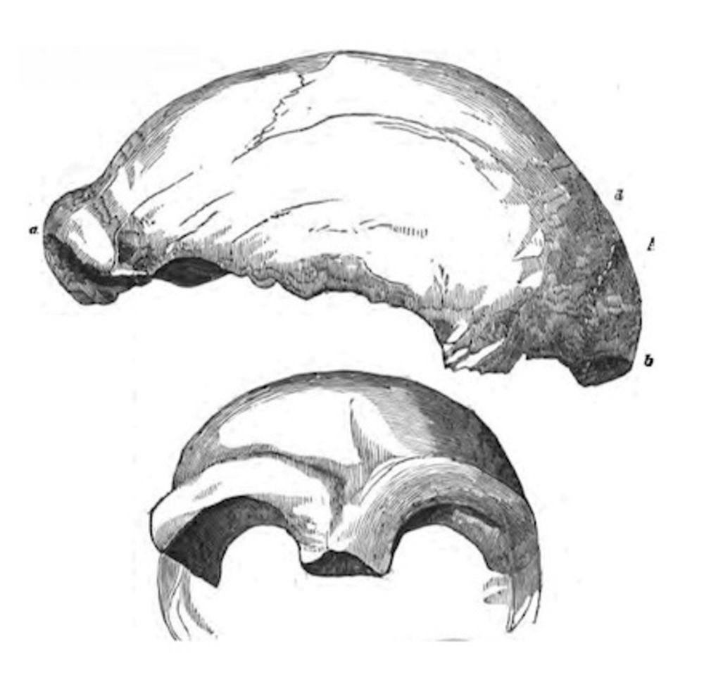Two sketches revealing views of a long, low skullcap with immense brow ridges. The sketch is of the first fossil Neanderthal recognized.