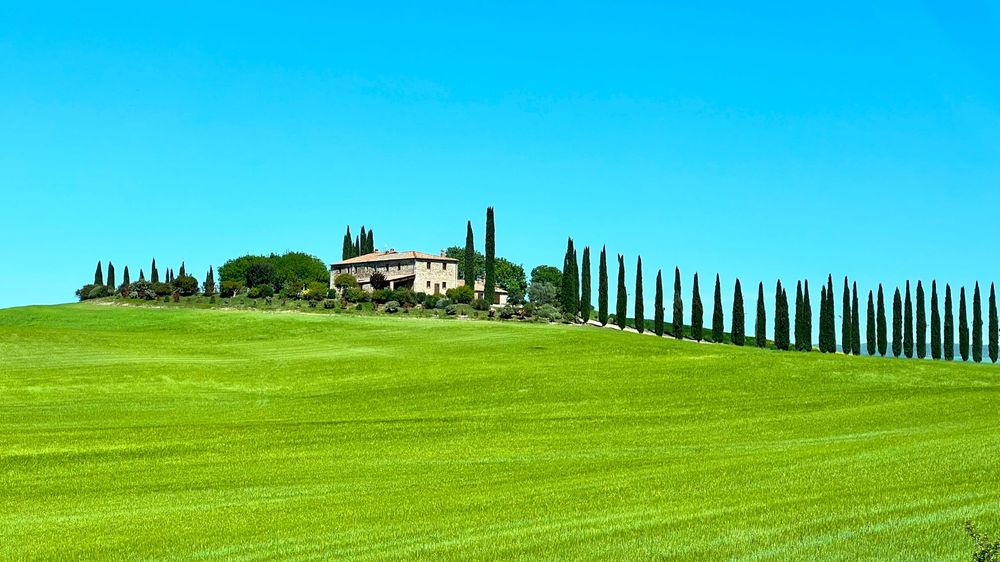 A big house on top of a hill surrounded by yellow wheat fields and with a lined pine trees leading up to the house