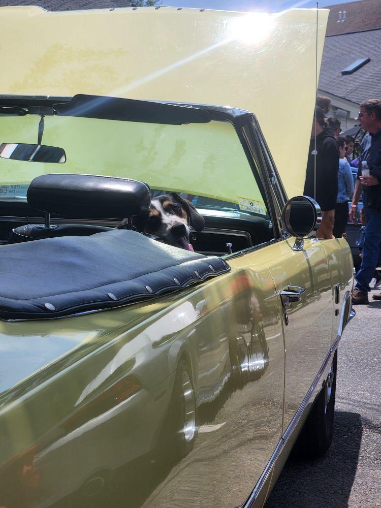 My dog sitting in my car