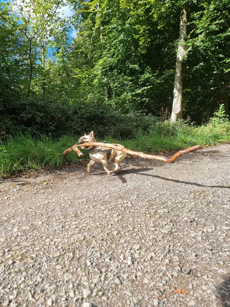 A French bull dog carrying a very large tree branch