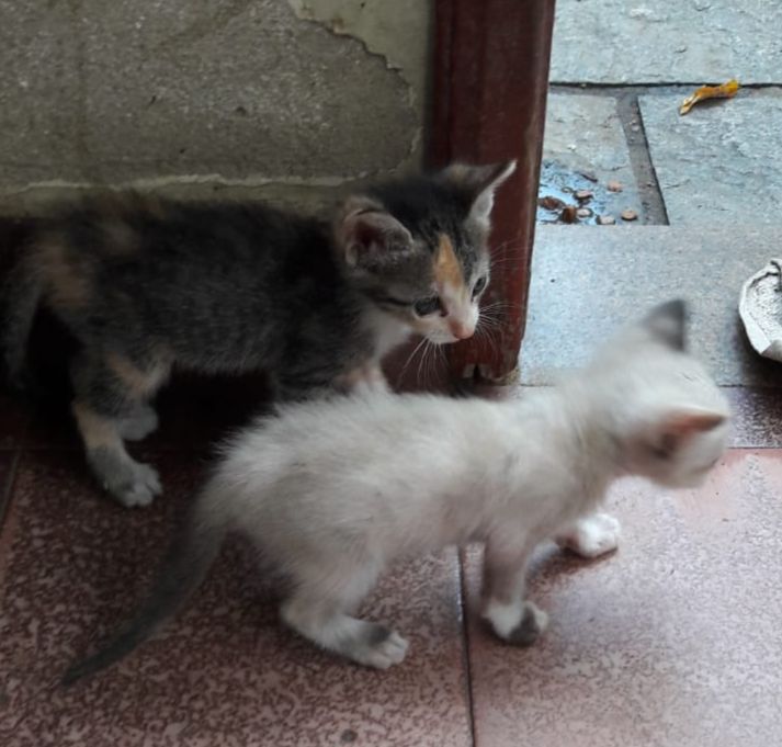 dois filhotes de gato, uma tricolor e uma branca com orelha e cauda escura, num piso de varanda com a parede descascada.