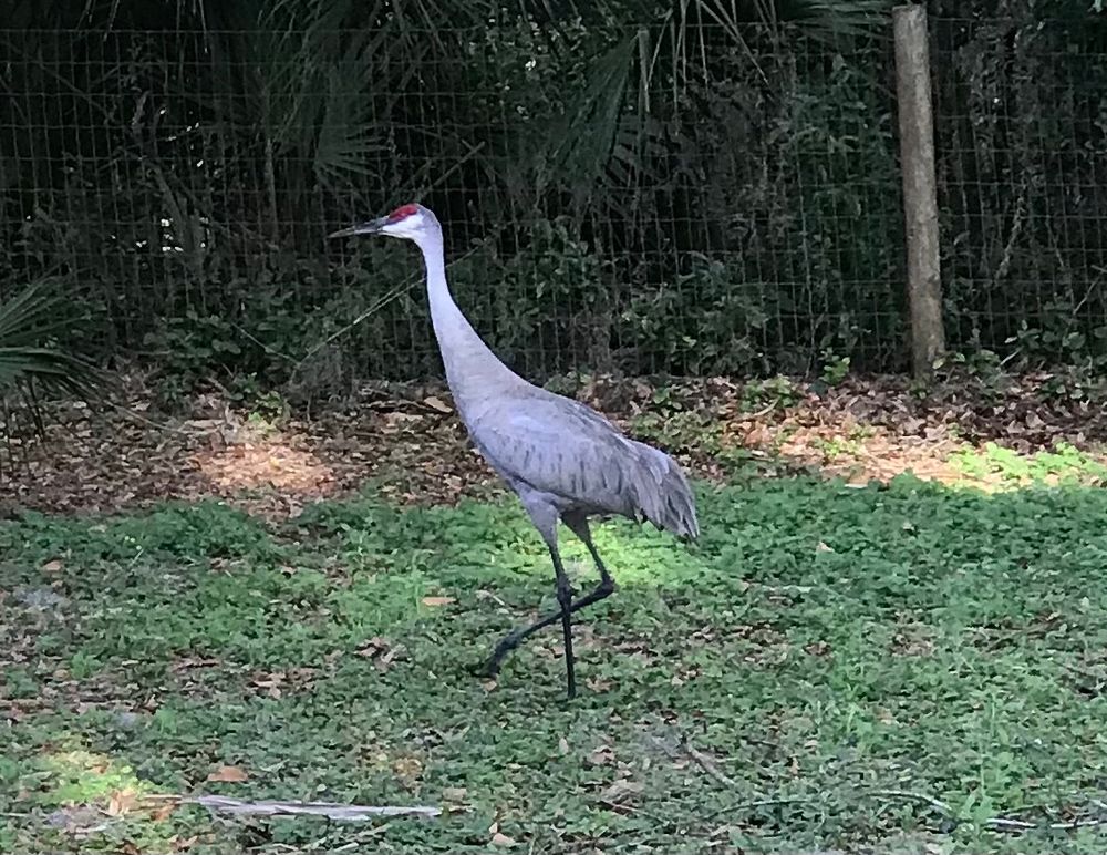Sandhill crane in my yard
