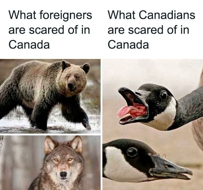 What foreigners are scared of in Canada: bears, wolves
What Canadians are scared of in Canada: Canada geese