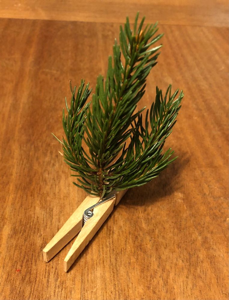 Kleiner grüner Fichtenzweig auf einer Wäscheklammer aus Holz befestigt auf Holztisch