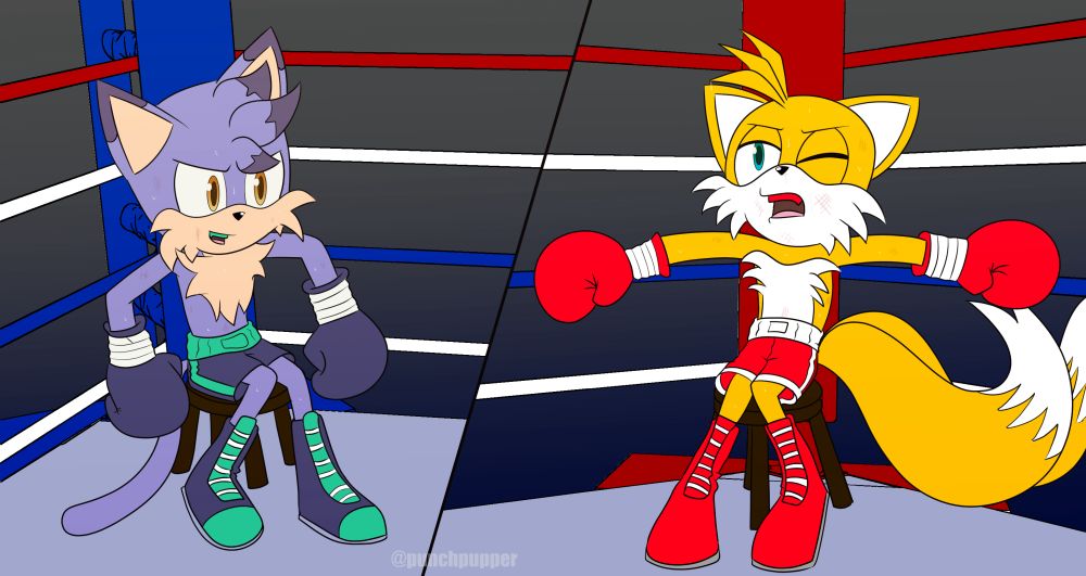 Milo the Cat and Tails sitting in their corners in the middle of a boxing match
