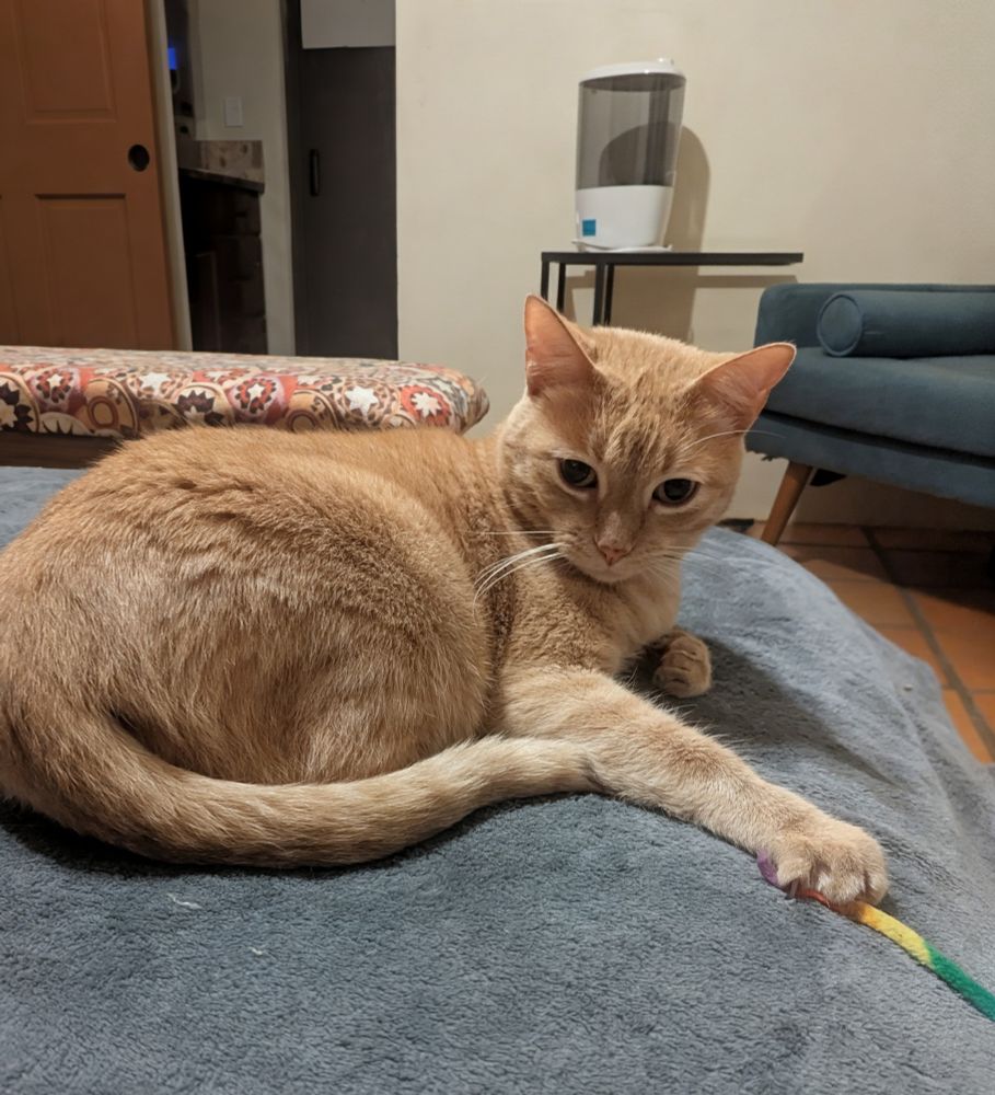 A precious orange kitty boy is laying on a grey blanket on a bed. He's looking into the camera, and one forepeet is holding onto the rainbow string toy they're all obsessed with ❤️