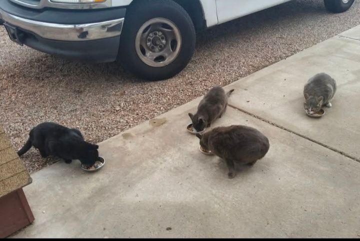 Three feral cats and a neighborhood friend are enjoying some noms on a cement pad. Left to right, Baxter, Audrey (top grey cat), Sherlock (bottom grey cat) and Mycroft (neighborhood friend)