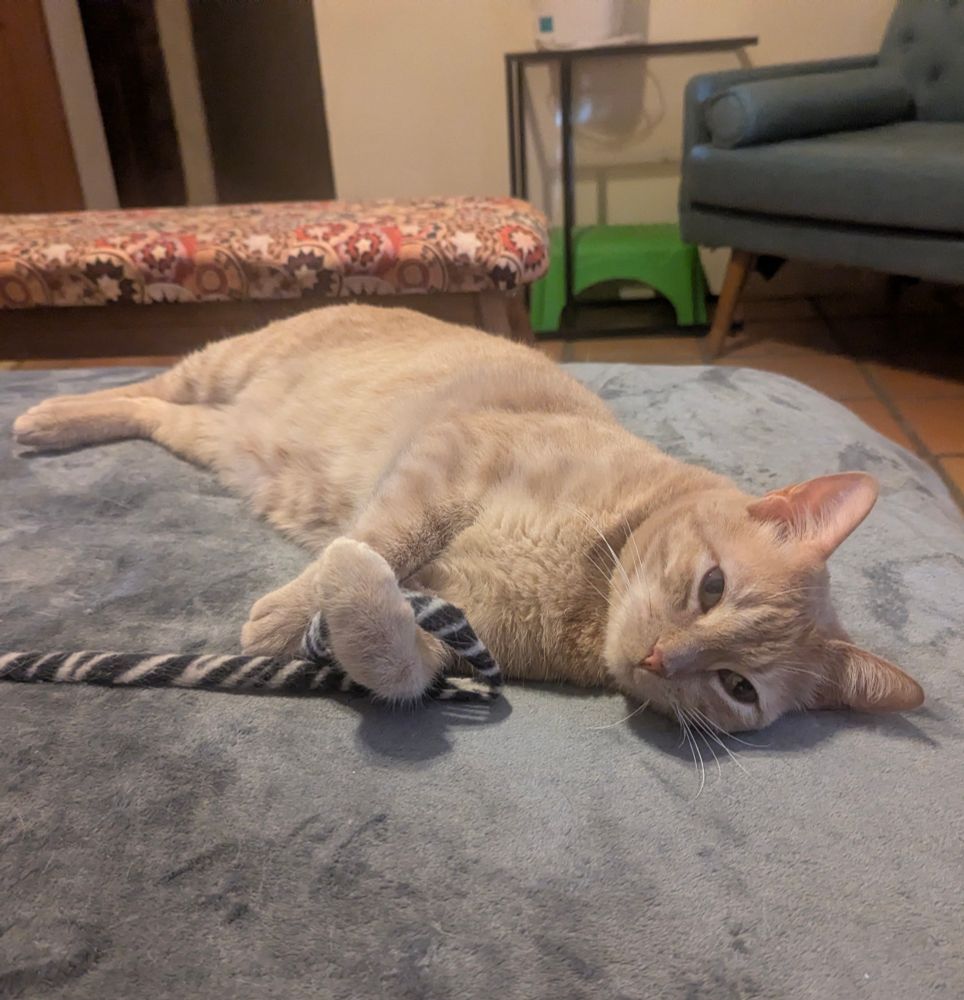 A sweet little orange kitty boy is stretched out on his right side on a bed covered with a grey blanket. His zebra striped string toy is clasped in his adorable little forepeets and he's looking into the camera with his best Churu-procuring expression ❤️