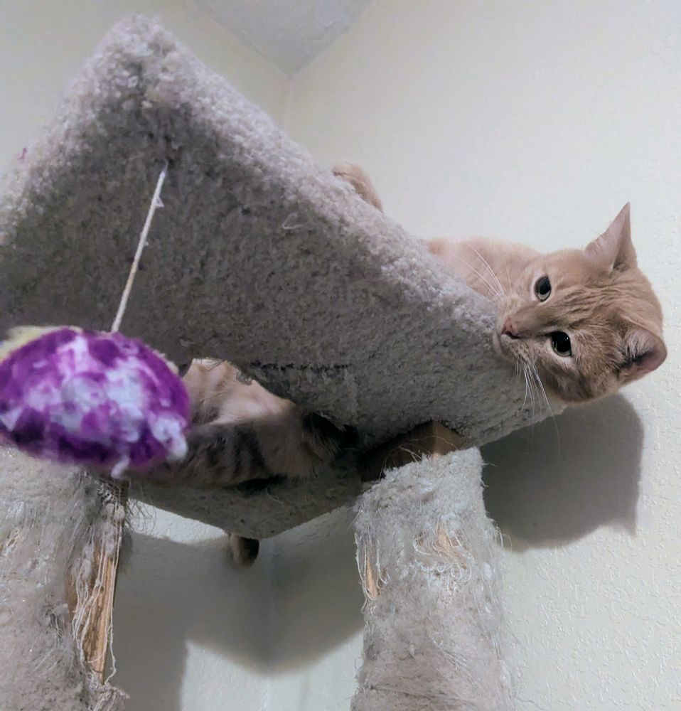 A silly orange kitty boy is on top of a tall, well loved cat tree. For once he's not thinking about treats. He's laser focused on a toy fastened to the tree! ❤️