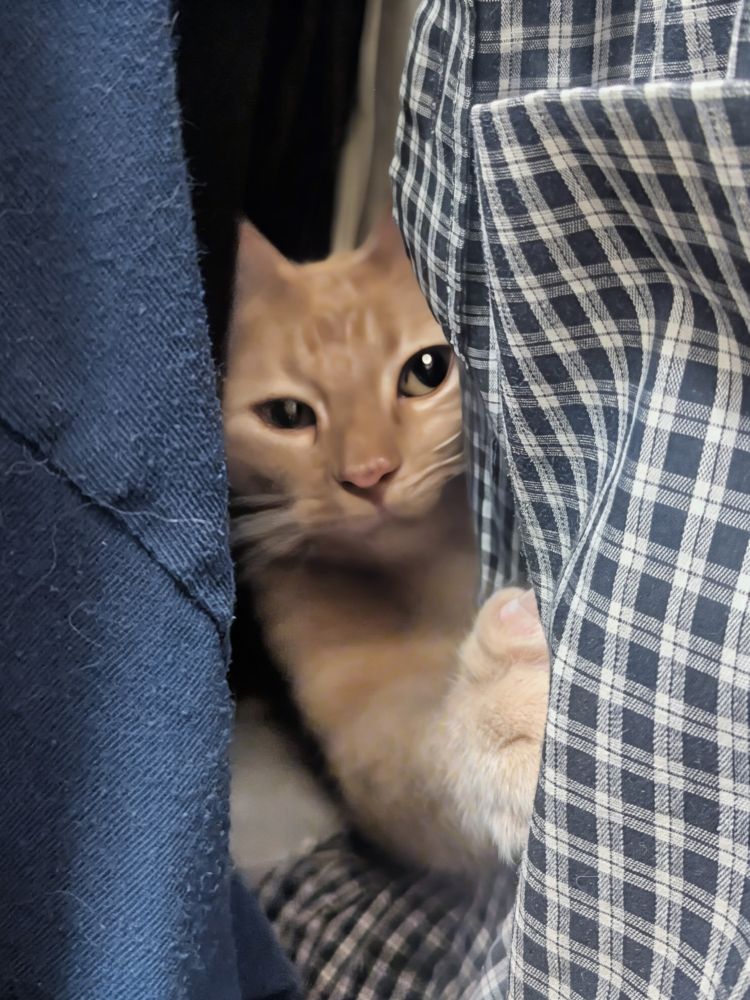 A silly orange kitty boy is hiding in his Closet Fortress of Feline Solitude. You can only see his face and one forepeet extended as if to beseech his hoomin for some treats ❤️