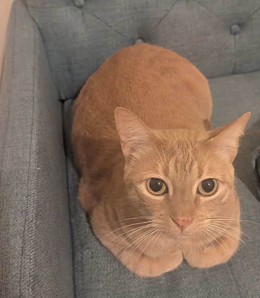 An adorable orange cat is sitting, loaf-style, on a large blue chair. He's looking into the camera with an anxious expression. Will he be cruelly denied Churu?  (spoiler alert, he got Churu)