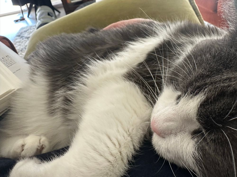 A large grey & white cat being a giant snuggle-bug. 