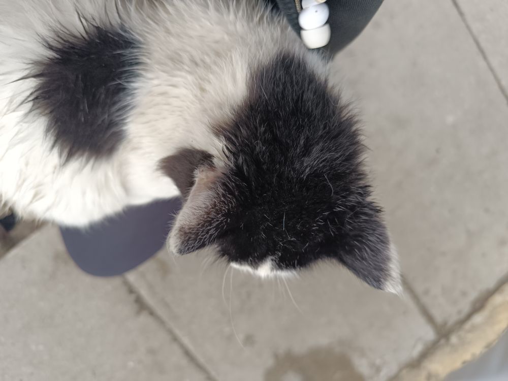 A black and white cat sitting on my lap. The photo was taken from above.