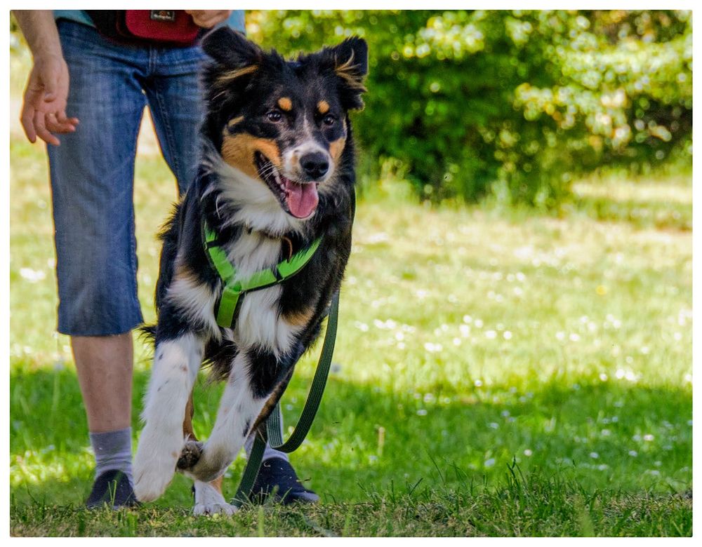 Das Bild ist Querformat und farbig. Die Perspektive auf Augenhöhe des Tieres. Ein schwarz-weiß-brauner Australien Shepherd setzt auf einer Wiese zum Spurt an. Der Blick ist auf einen Punkt leicht rechts der Kamera fixiert. Hinter dem Hund sieht man die Beine einer Person in 3/4 Jeans. Die Hand ist leicht geöffnet wie nach einem Wurf. Im Hintergrund Gebüsch.