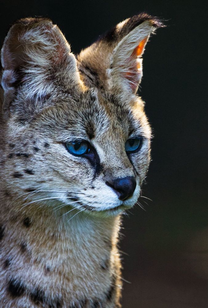 Hochformat. Das Porträt einer Serval-Katze, die anscheinend entspannt auf einen Punkt rechts von und unterhalb der Kamera schaut. Das Tier hat blaue Augen, die Ohren sind nach vorne gerichtet
