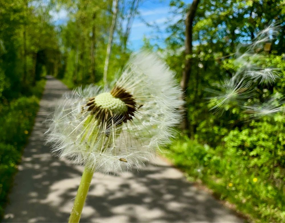 Das Bild zeigt eine Nahaufnahme einer Pusteblume vor dem Hintergrund eines gepflasterten Weges, der von Bäumen und Sträuchern gesäumt wird. Im Vordergrund ist die Pusteblume zu sehen, mit einigen ihrer Samen, die sich bereits gelöst haben und im Wind davongetragen werden. Der Stiel der Pusteblume ist grün und schlank. Im Hintergrund erstreckt sich ein gepflasterter Weg, umgeben von grünen Bäumen und Sträuchern. der Himmel ist blau mit nur wenigen Wolken.