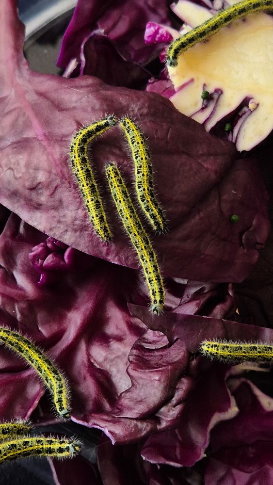 A bowl of red cabbage leaves covered in black and bright green caterpillars. 