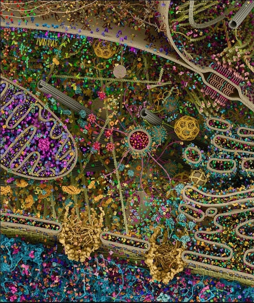 The most detailed image of a human cell. A colourful tapestry of shapes and colours. 
