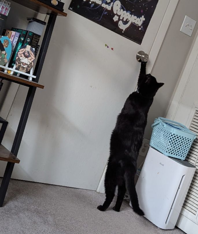 A large black cat named Bear is trying to open the bathroom door. He is on tippy toes trying to work the doorknob to the very closed, very occupied, bathroom. 