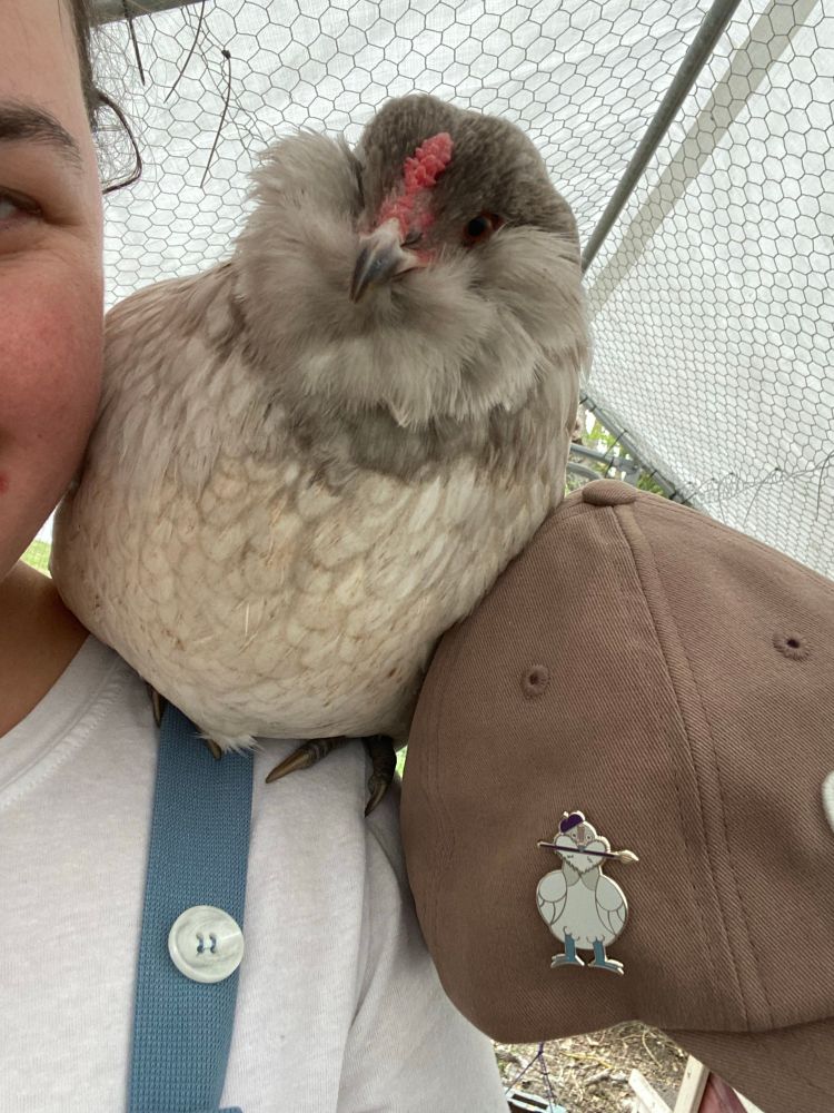 An Easter egger chicken with a cream colored body and gray head, complete with pea comb and fluffy cheek feathers. She is sitting on her owners shoulder, next to a pin of the chicken’s likeness. The pin includes a paint brush in her beak and a beret on her head. The chicken’s name is Pickles. 