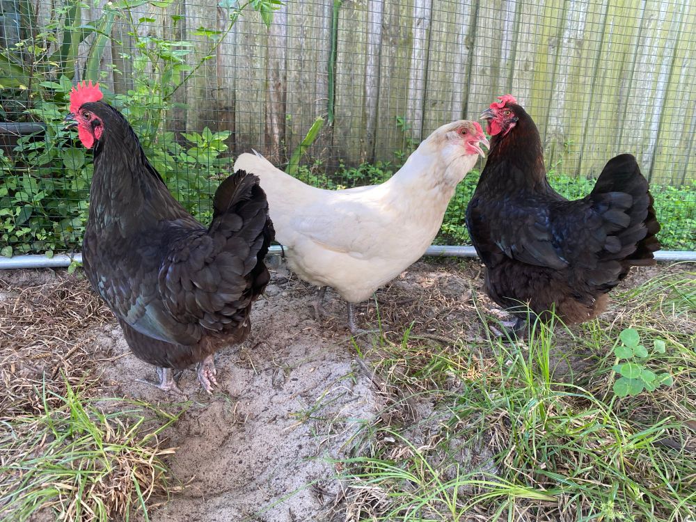 Three chickens named Pom Pom, Pickle, and Pam being perfect. Pom Pom is a Black Australorp, Pickle is a white and gray Easter Egger with fluffy cheeks and a beard, and Pam is a Mutt with black, brown, and red feathers+ floppy comb. 