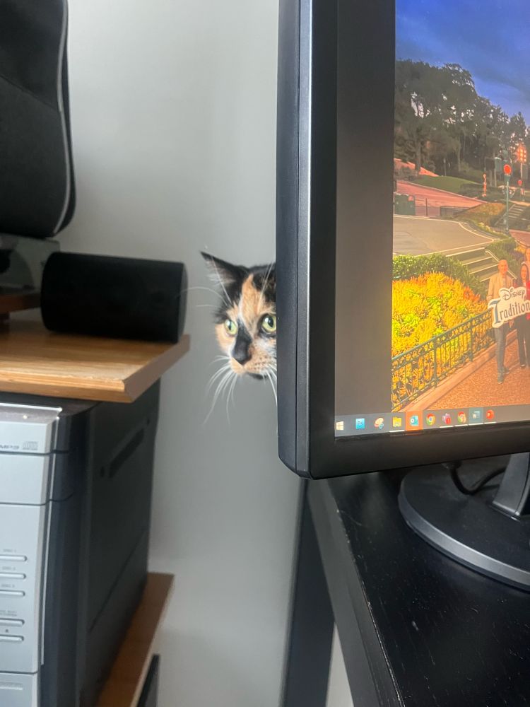 Photo montrant l’angle d’un bureau avec un écran d’ordinateur duquel dépasse le charmant museau d’une chatte à la robe Isabelle. Ce chat regarde au loin 