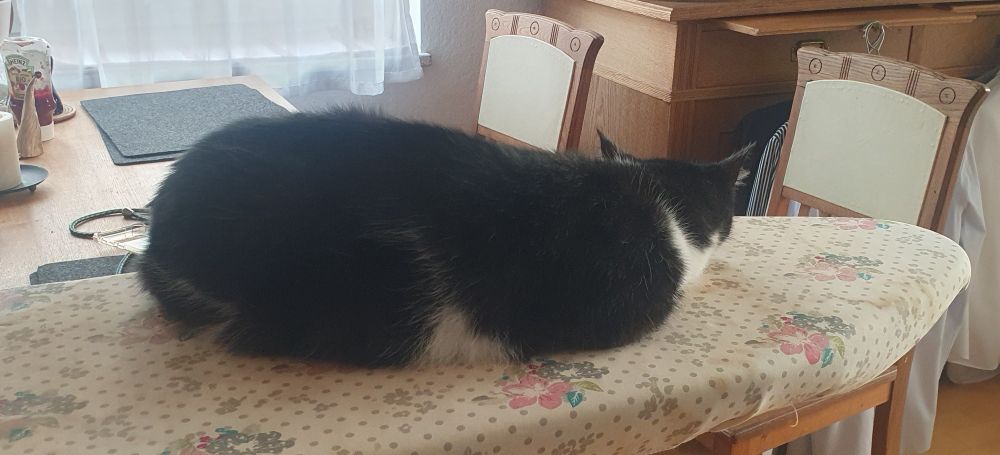 Eine Katze, die auf einem Bügelbrett liegt.