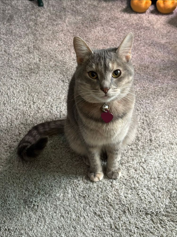 Taylor’s cat Natalie sits patiently with daylight illuminating her left side. Natalie is a mixed breed (mostly grey tabby), and her tail is curled up on her right side.