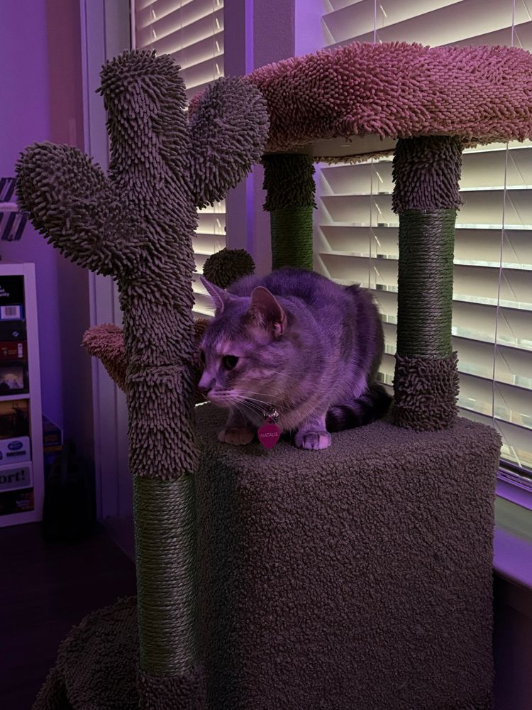 Natalie is a mixed breed cat with primarily calico coloring. She’s one year old and 7 pounds. She’s cautiously perched on her cat tree, which is cactus-themed.