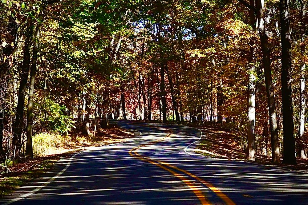 Light and shadow on a road in the woods with fall vibes.