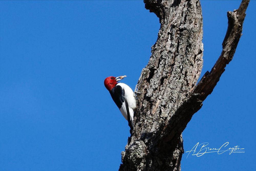 A picture of a redheaded woodpecker on a tree zoomed in a little!