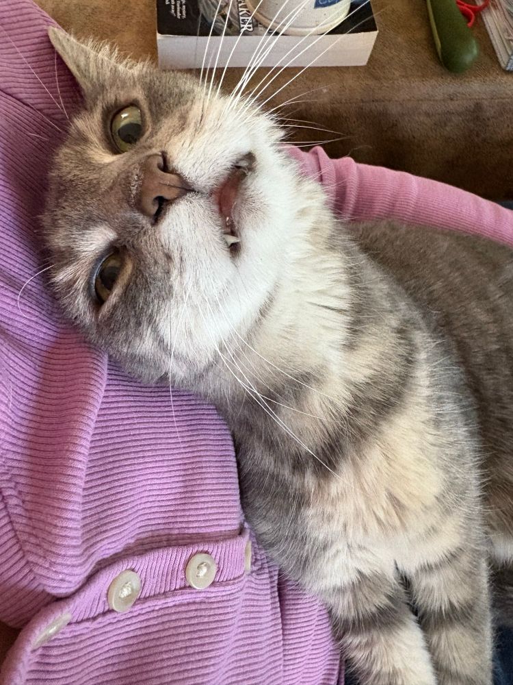 A blue tabby has demanded the human snuggle him like a baby and additionally smashed his head into the human’s armpit. He gazes adoringly if dippily at the camera with his mouth partially open. It is not his best look. 
