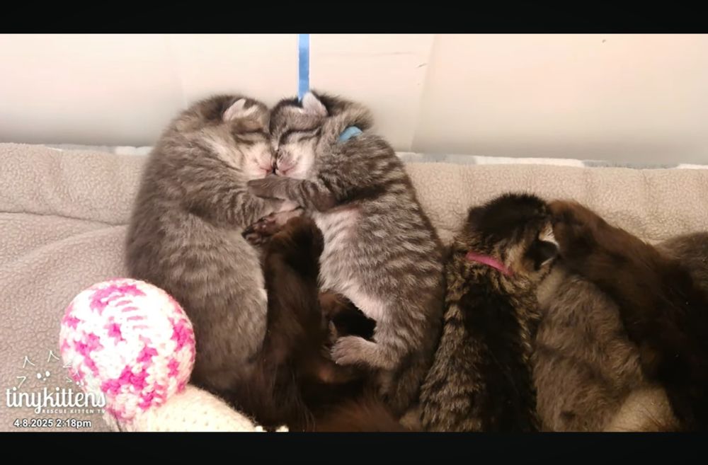 A pair of blue tabby kittens about a week old, sleep pressed forehead to forehead in a pile of their siblings. The kitten on the right sports a blue collar.