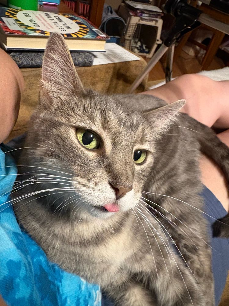 A blue tabby cuddled in a human lap. His widdle pink tongue is sticking out as he gazes dippily past the camera with half-lidded yellow eyes.