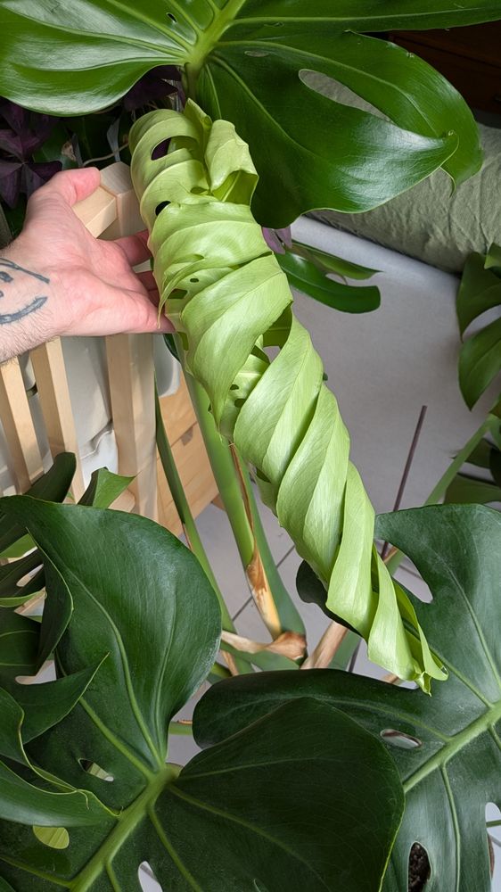 Photo d'une énorme feuille de monstera deliciosa encore enroulée sur elle-même