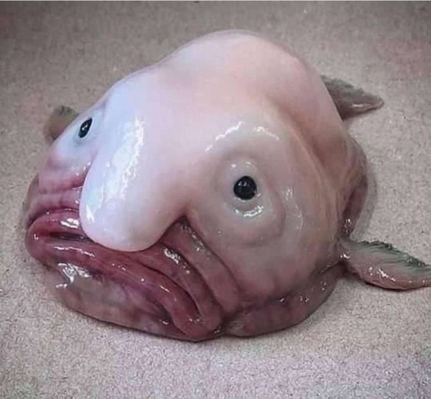 Blobfish, qui a l'air très triste 