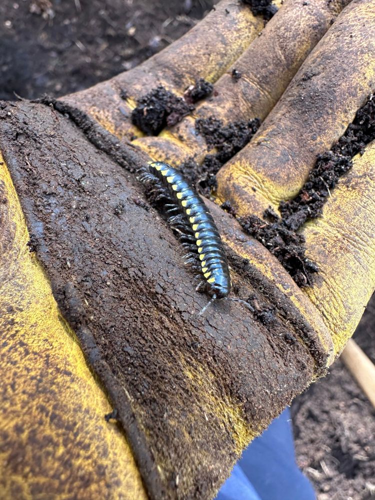 A yellow spotted millipede walking across a muddy glove