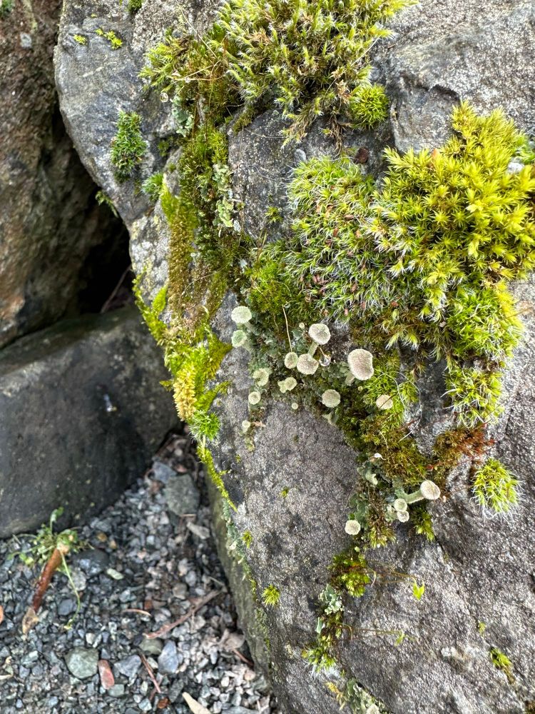 Small light colored Mushrooms and green moss on a grey rock