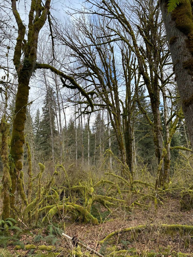 A photo of moss covered trees, still leaf bare from winter 