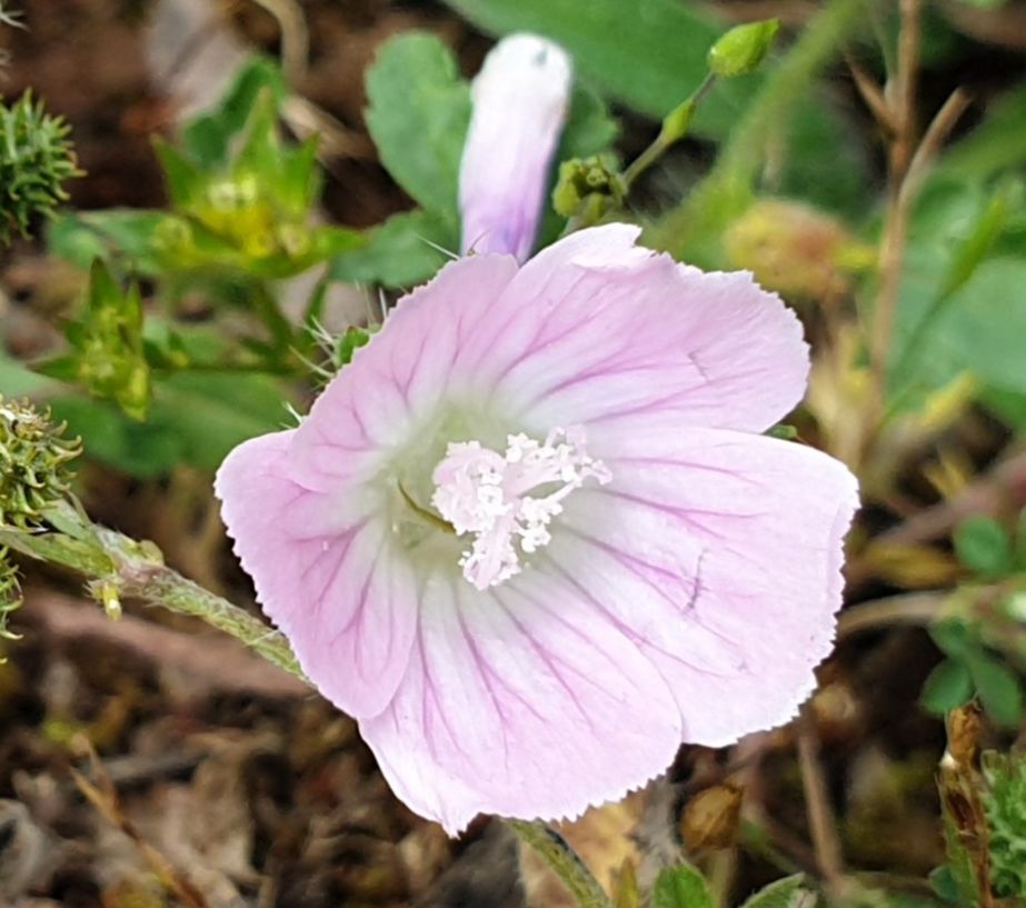 une mauve, cinq pétales mauve très pâle veinés de mauve plus foncé autour d'un couer blanc