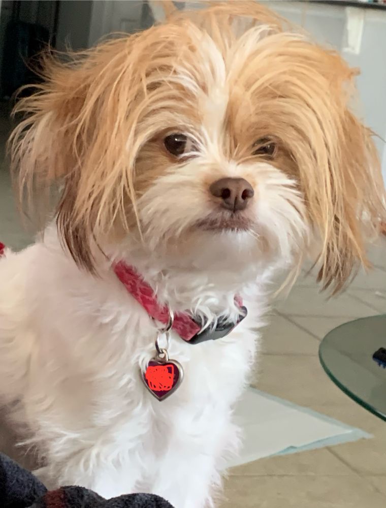 Cutie patootie white and brown puppy dog looking at her owner in silent judgment because….. idk, it’s Tuesday?