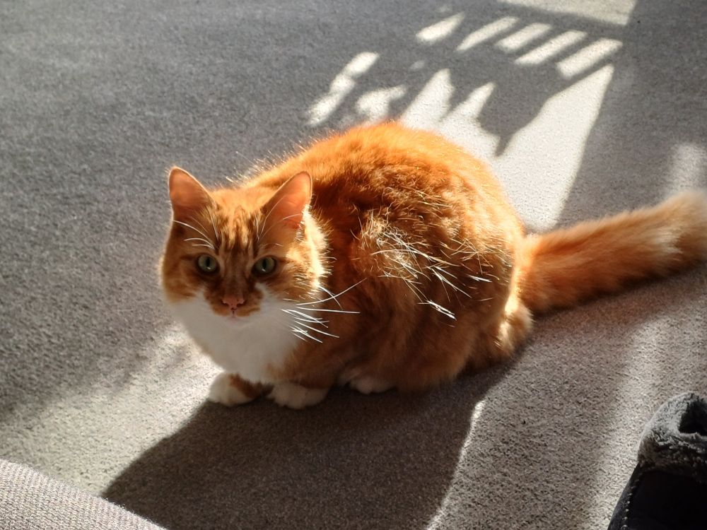 The fluffy ginger cat has been evicted from the cabinet bookshelves and looks accusingly at the camera person for ruining his exploration, he is sat on the floor as a round loaf with his tail out behind him, sunlight bathes him from the window highlighting how fluffy and ginger he is. 