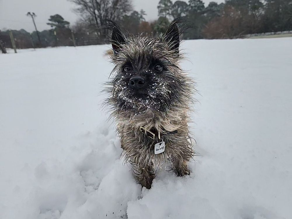 Snowy field with scruffy terrier sporting a snowy beard & awesome ID tag.