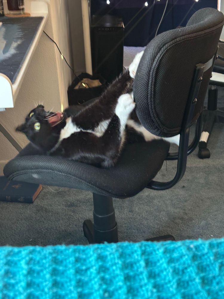 Black and white cat rolling around on a chair mid-yawn