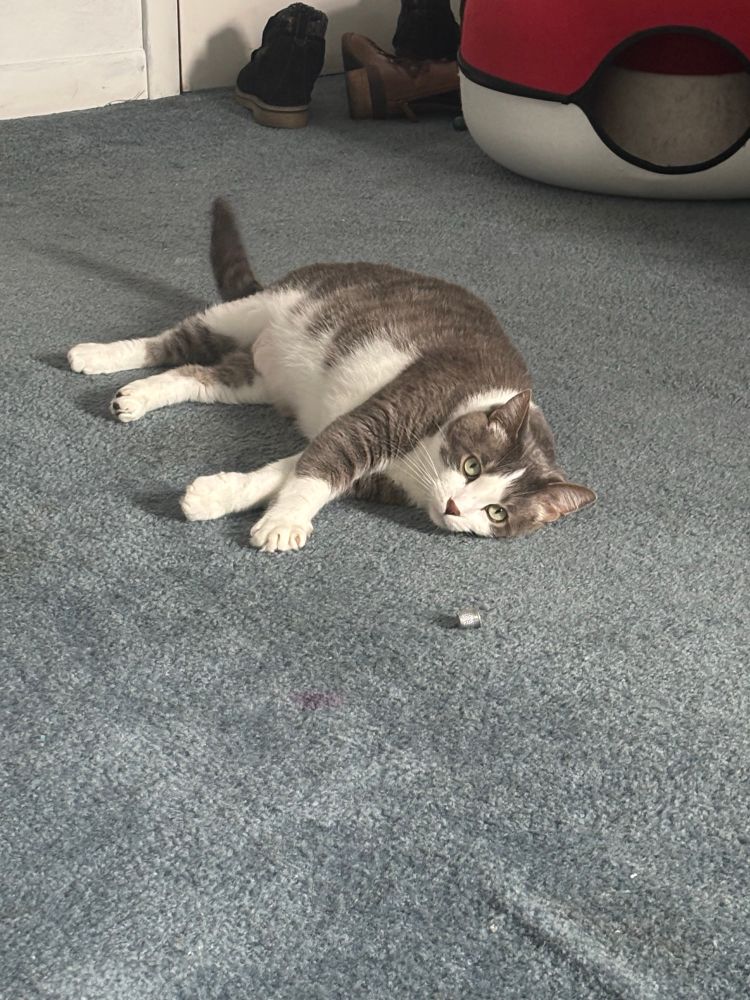 Grey and white cat laying on a light blue carpet