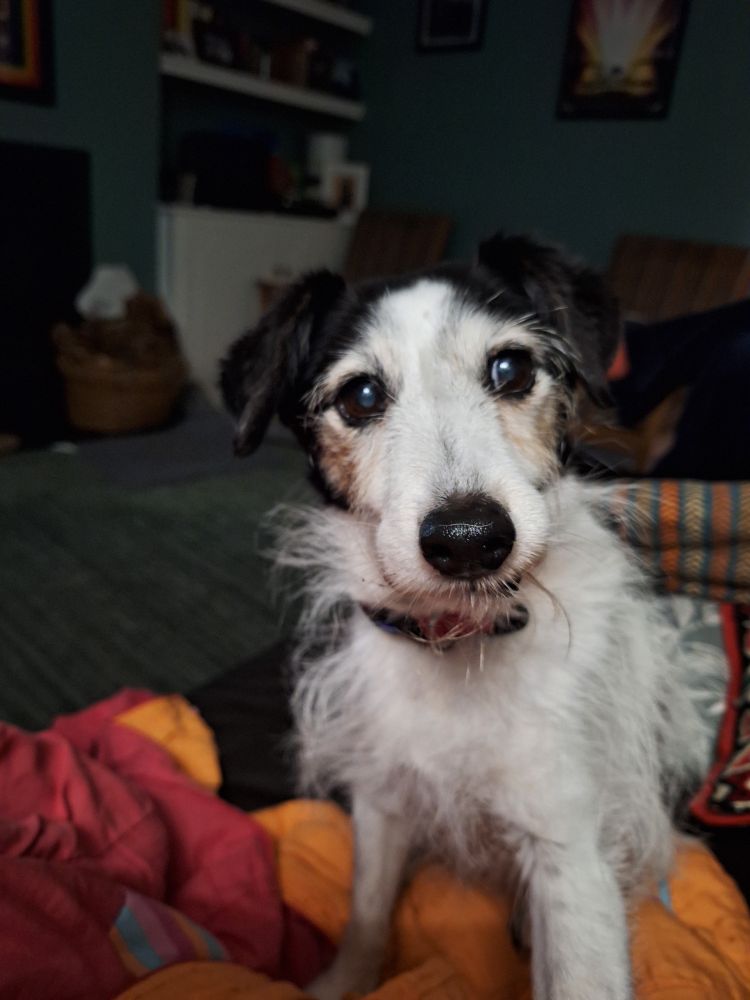 My dog