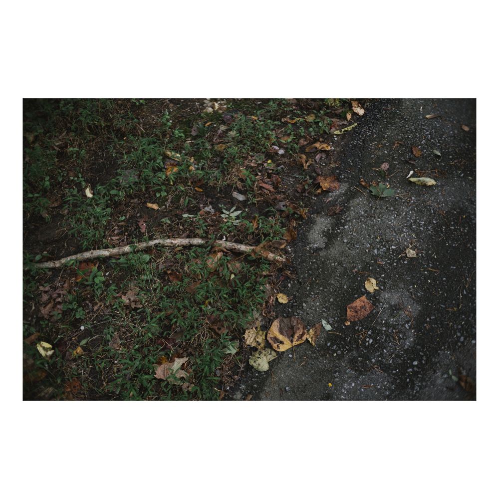 Photograph of a fallen stick by the side of a leaf-covered road.