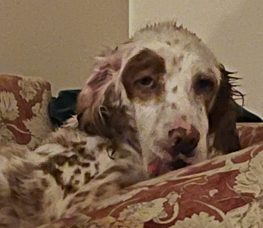 A very soggy and disheveled English setter lies on a couch. Her fur is sticking up and her eyes look tired. To her embarrassment, one of her ears is flipped. She doesn’t realize this yet. 