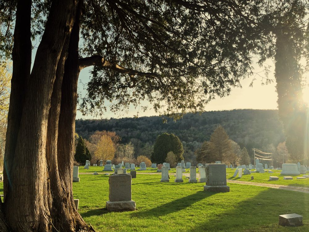 A picture of a tree and gravestones casting shadows on the springtime grass